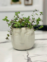 “Serena” a Handmade Concrete Pot with a Turtle Vine Plant