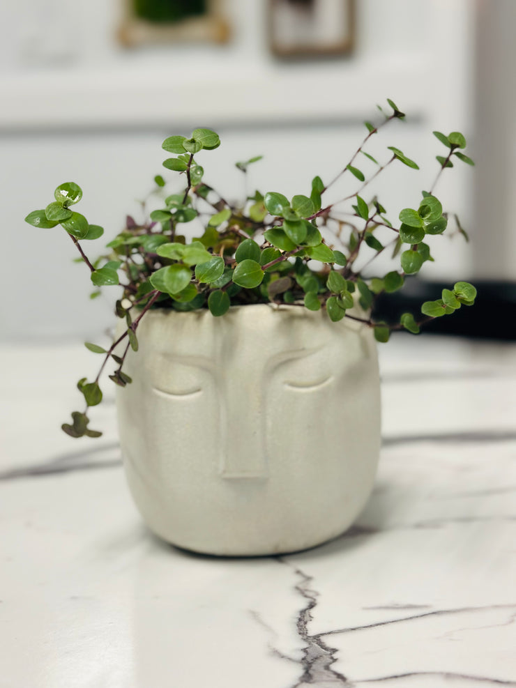 “Serena” a Handmade Concrete Pot with a Turtle Vine Plant