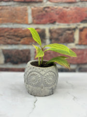 Hoya Sunrise With Handmade Concrete Pot