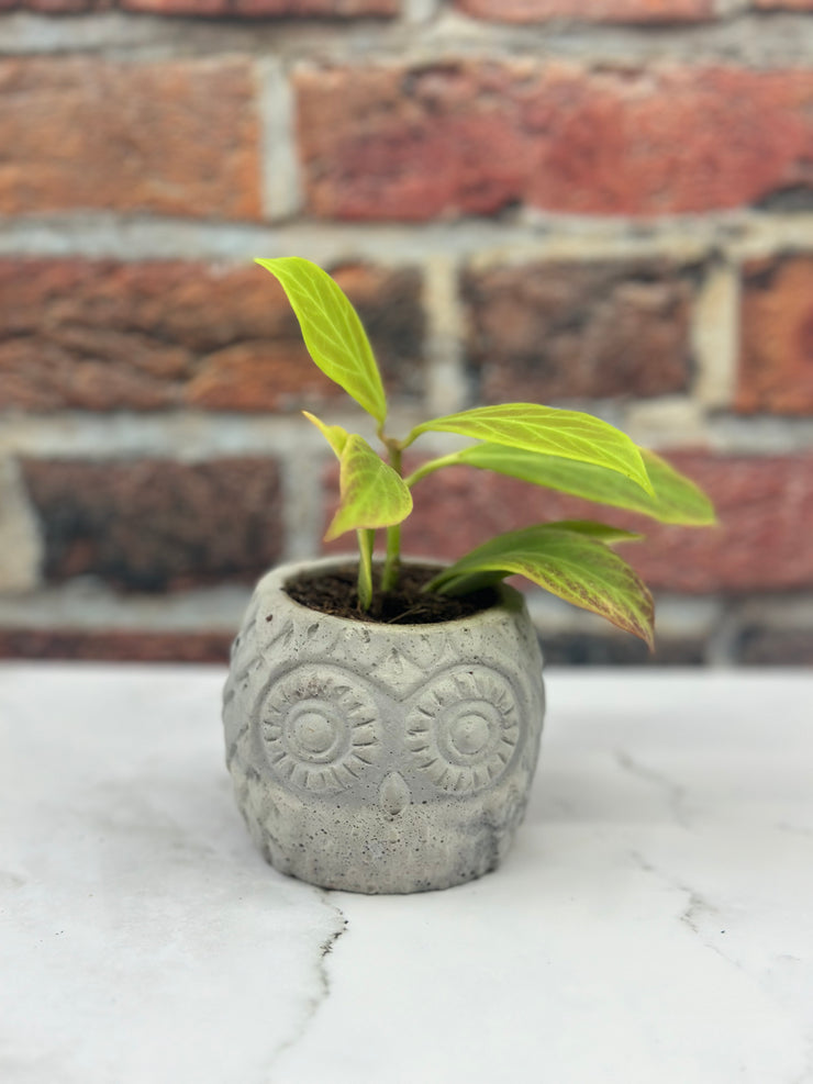 Hoya Sunrise With Handmade Concrete Pot