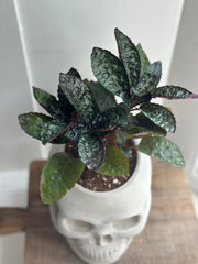 Purple Waffle Plant in a Skull Concrete Pot