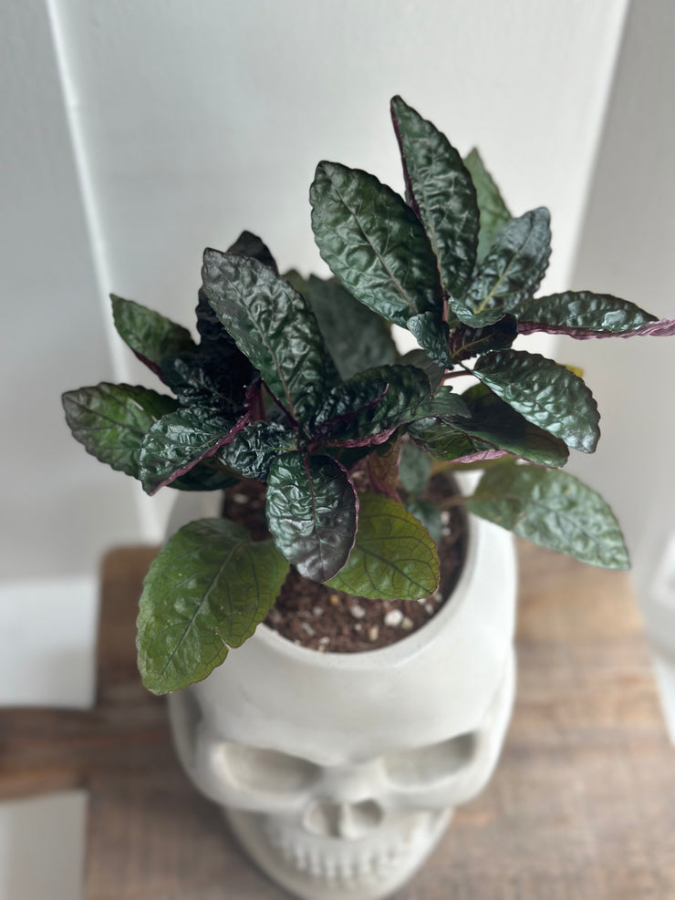 Purple Waffle Plant in a Skull Concrete Pot