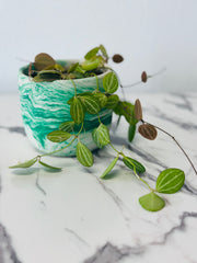 Dischidia Ovata Watermelon