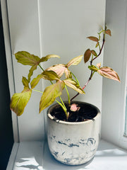 Syngonium Podophyllum "Pink Arrow”