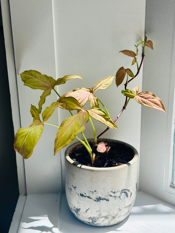 Syngonium Podophyllum "Pink Arrow”