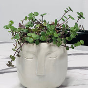 “Serena” a Handmade Concrete Pot with a Turtle Vine Plant