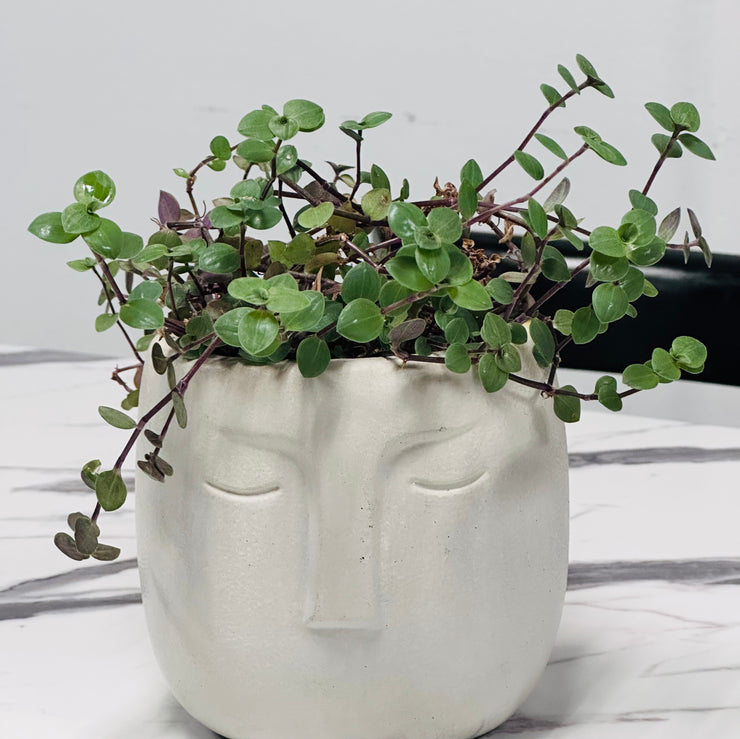“Serena” a Handmade Concrete Pot with a Turtle Vine Plant