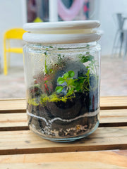 Live Terrarium