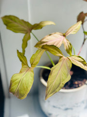 Syngonium Podophyllum "Pink Arrow”
