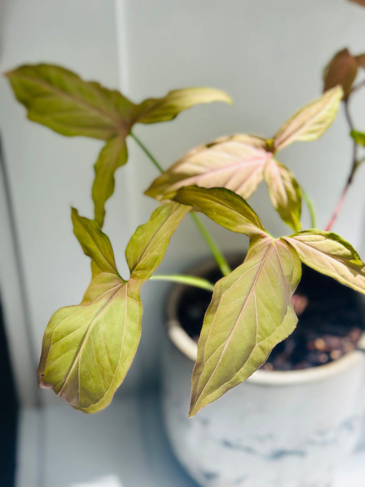 Syngonium Podophyllum "Pink Arrow”