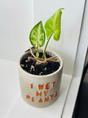 I wet my plants concrete pot with a Syngpnium Plant