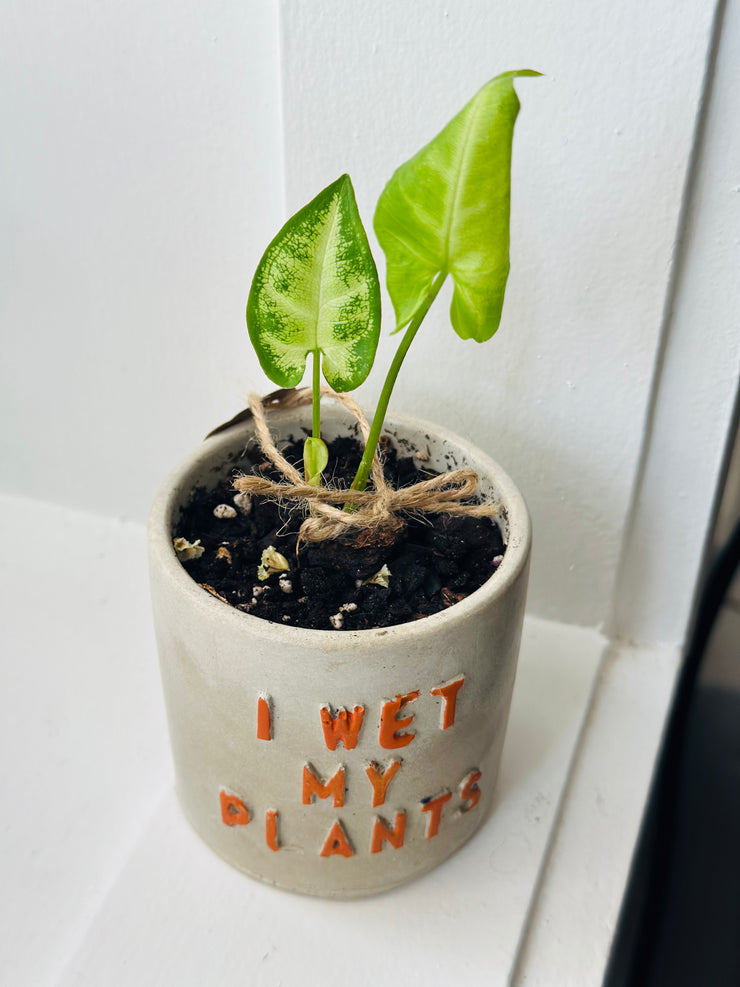 I wet my plants concrete pot with a Syngpnium Plant