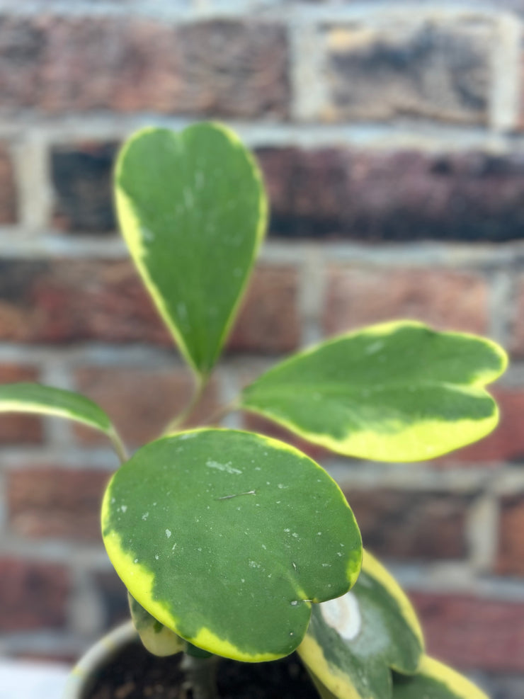 Hoya Kerii Variegated