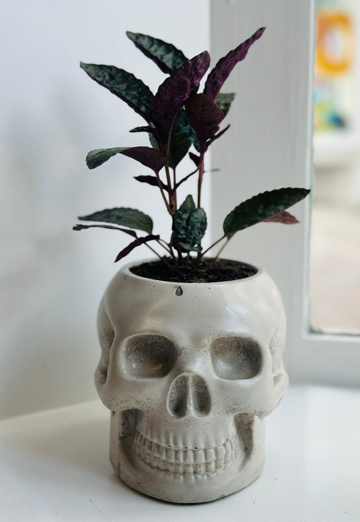 Purple Waffle Plant in a Skull Concrete Pot