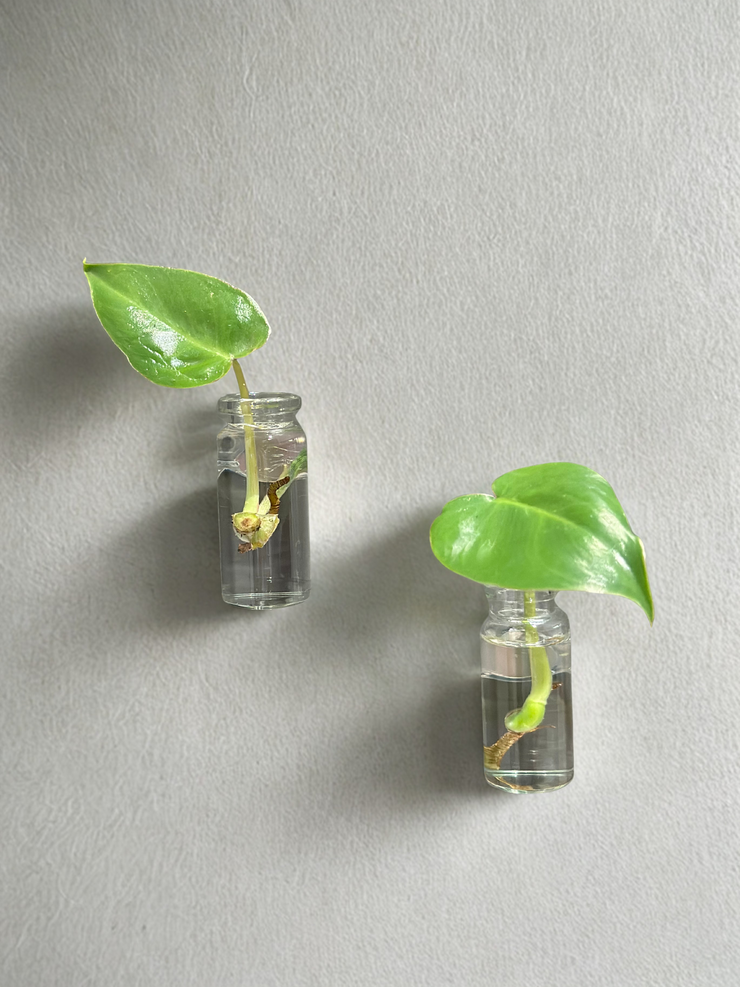 Magnet With Dry Florals / Set of 2