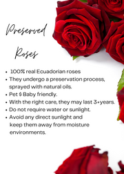 Ecuadorian preserved red roses