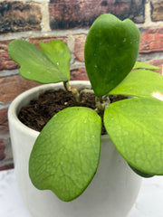 Hoya Kerrii Splash