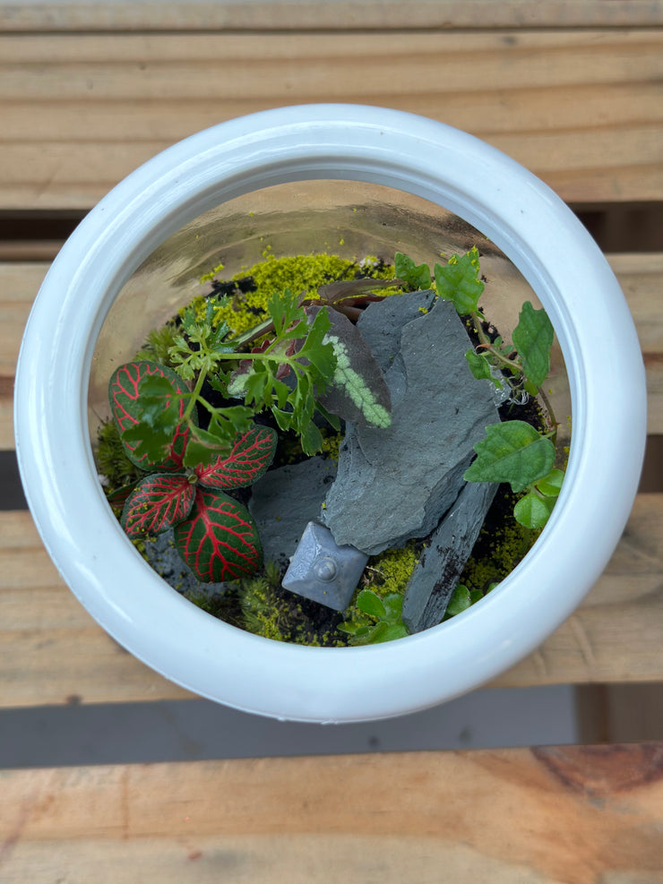 Live Terrarium