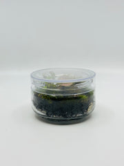 Terrarium in a jar