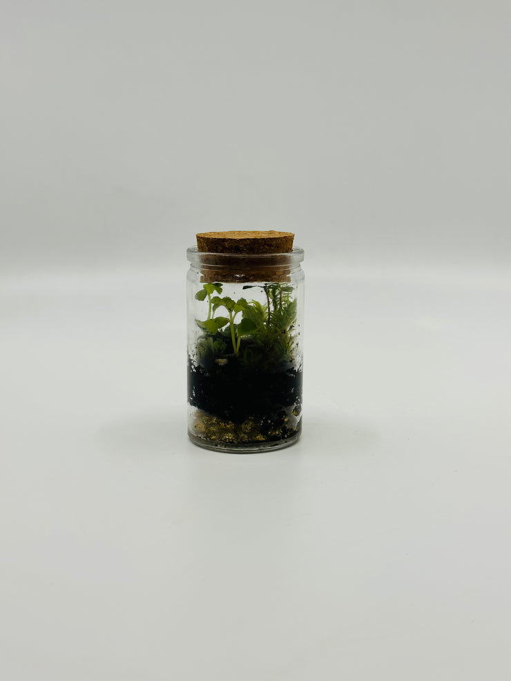 Mini Terrarium