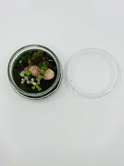 Terrarium in a jar