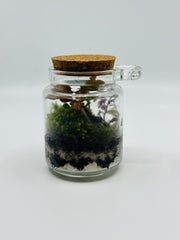 Live Terrarium with a Luminous Ghost Tree Elf