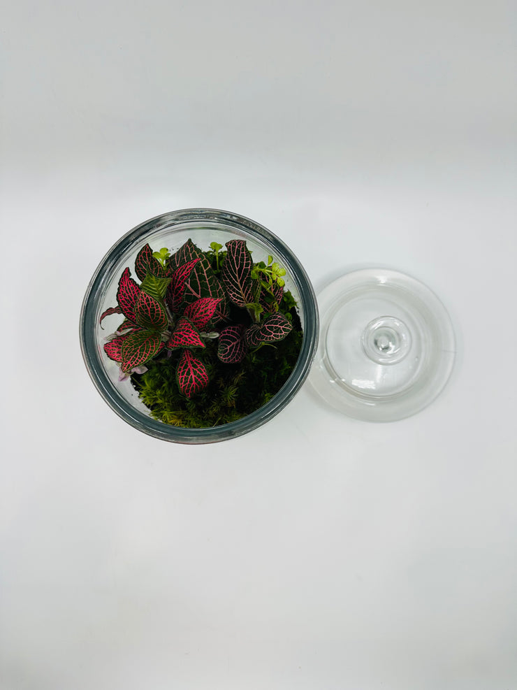 Terrarium Jar