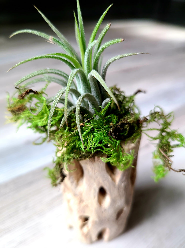 Small Cholla Wood With Air Plant
