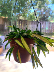 Hoya Wayetii Variegata