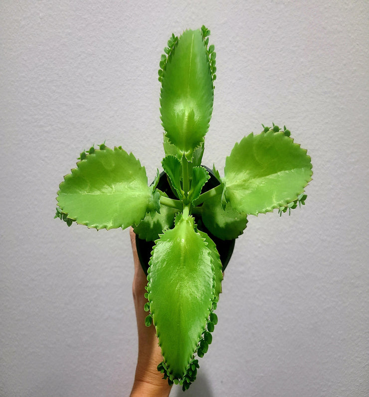 Kalanchoe daigremontiana