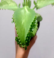 Kalanchoe daigremontiana