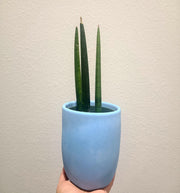 Sansevieria cylindrica