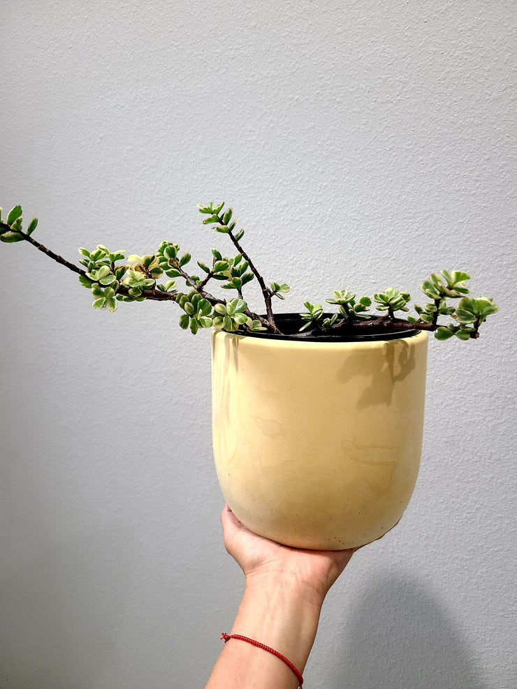 Portulacaria Afra