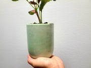 Fittonia Nerve with Handmade Concrete Pot