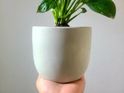 Spathiphyllum "Peace Lily"