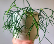 Rhipsalis Baccifera with handmade concrete pot