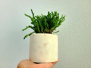 Rattail Crassula With Handmade White Concrete Pot
