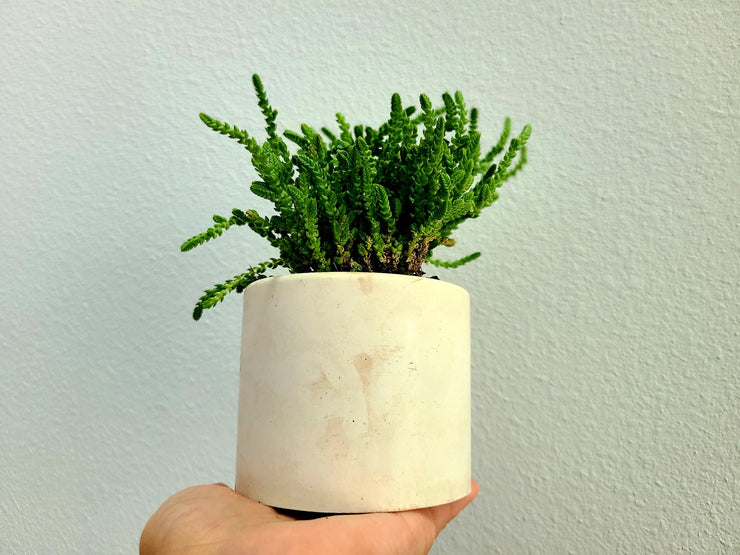 Rattail Crassula With Handmade White Concrete Pot