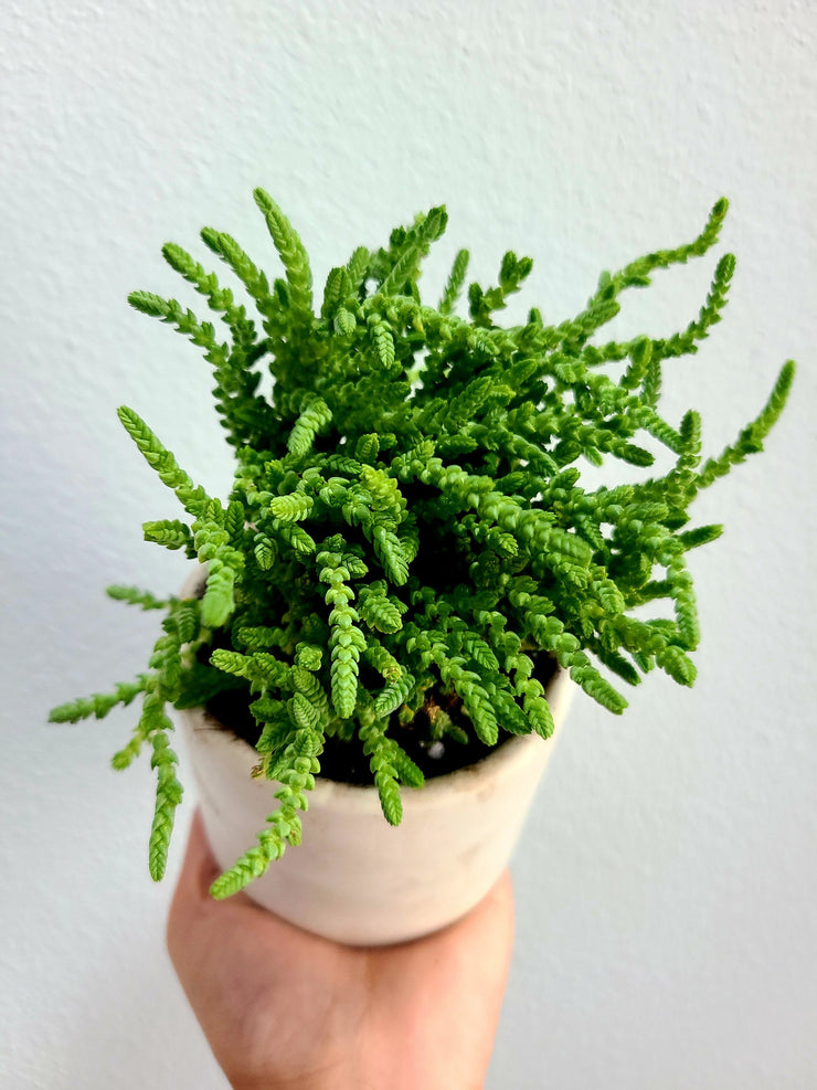 Rattail Crassula With Handmade White Concrete Pot