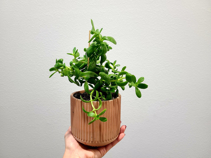 Jade Plant With 4" Handmade Concrete Pot