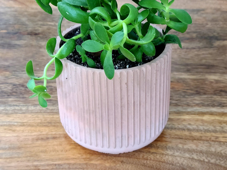 Jade Plant With 4" Handmade Concrete Pot