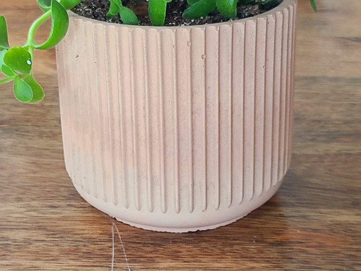 Jade Plant With 4" Handmade Concrete Pot