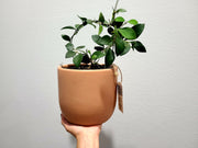 Hoya Bilobata With a 6" Handmade Concrete Pot