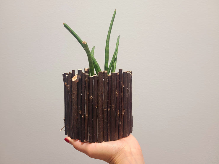 Sansevieria cylindrica