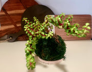 Kokedama - Portulacaria Afra Variegata