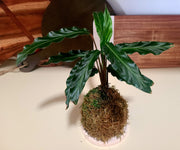 Kokedama - Furry Feather Calathea