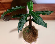 Kokedama - Furry Feather Calathea