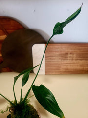 Kokedama - Peace Lily