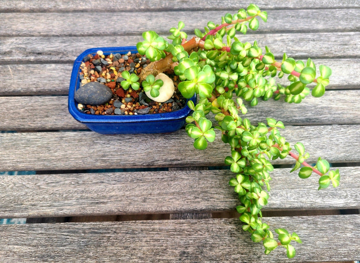 Portulacaria Afra Variegata