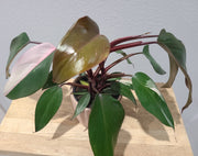 Philodendron erubescens